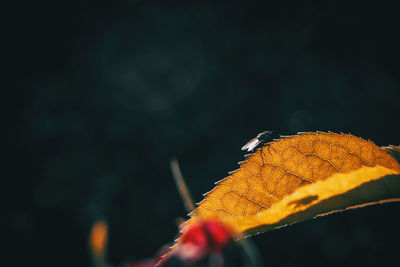 Close-up of dry maple leaves on tree