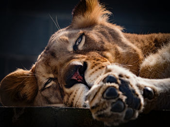 Close-up of a tired lion