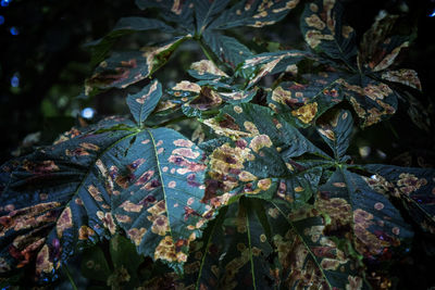 Close-up of leaves on plant