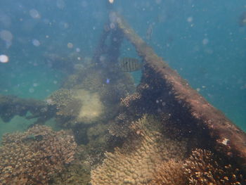 View of fish swimming in sea