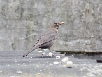 Bird perching on a roof