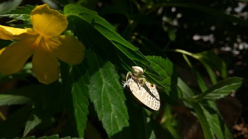 Close-up of insect pollinating on flower