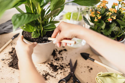 Close up of gardener hands crumbling soil in spathiphyllum flowerpot with rake