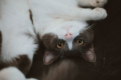 Close-up portrait of a cat