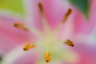 Close-up of honey bee on flower