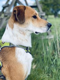 Close-up of a dog looking away