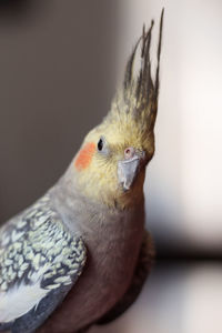 Close-up of a bird at home