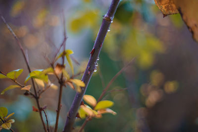 Close-up of raindrops on tree