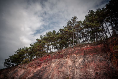 Low angle view of trees against sky