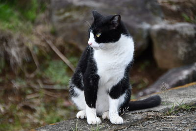 Black cat looking away while sitting outdoors