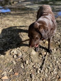 Close-up of a dog on field