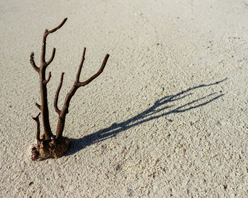 Close-up of sand