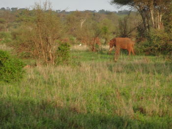 Horses in a field