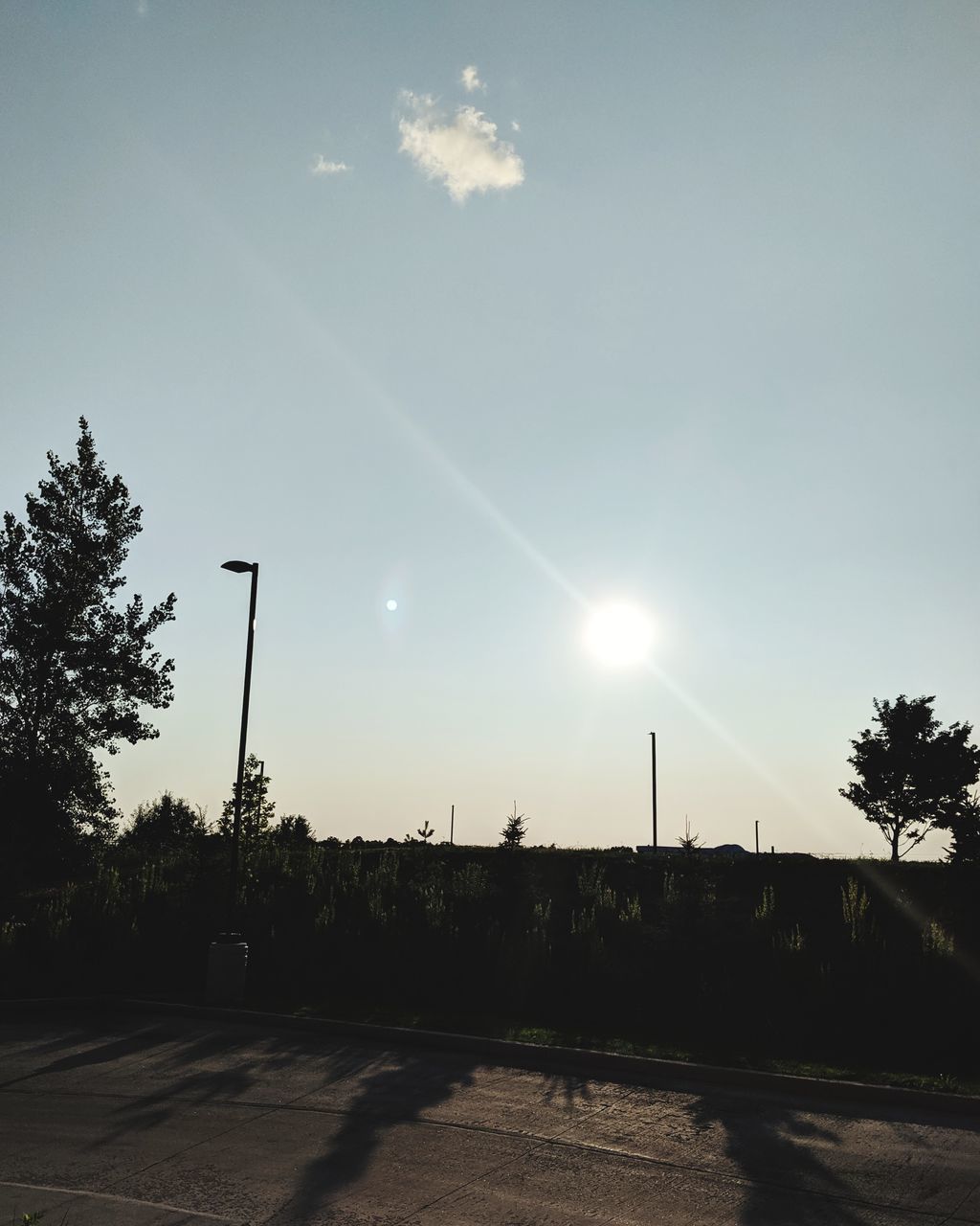 SILHOUETTE TREES AGAINST SKY ON SUNNY DAY