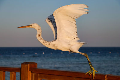 Seagull flying over sea against sky