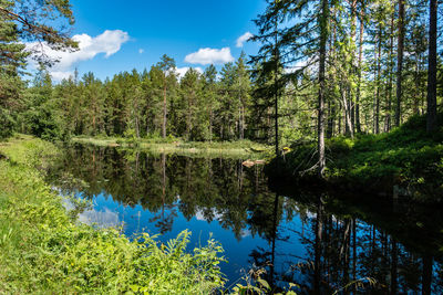 Scenic view of lake against trees in forest