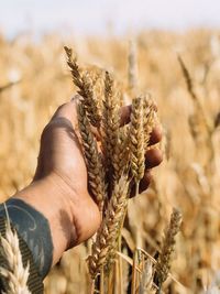 Close-up of hand holding wheat