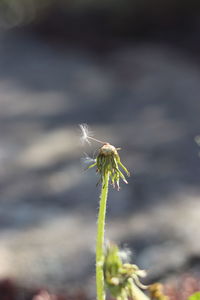 Close-up of white dandelion flower