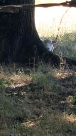 View of a cat on a tree