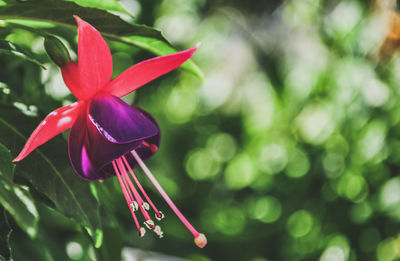 Close-up of purple flowering plant