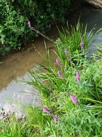 High angle view of pink flowering plants in backyard