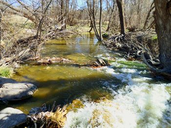 Stream in forest