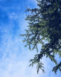 Low angle view of trees against blue sky