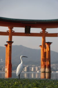Seagull perching on a bird