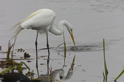 White duck on a lake