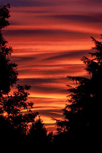 Silhouette trees against orange sky