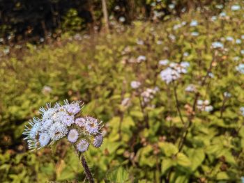 Close-up of purple flowering plant on field