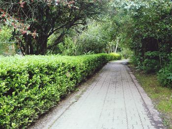 Dirt road amidst trees