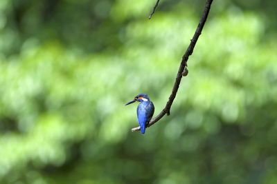 Bird flying over a blurred background