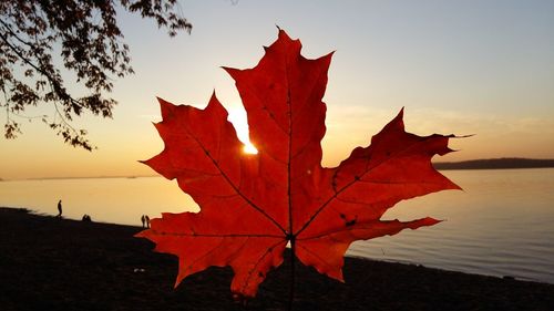 Close-up of maple leaves against sky during sunset