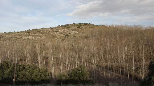 Plants growing on land against sky