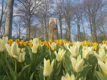 Yellow flowers blooming against sky