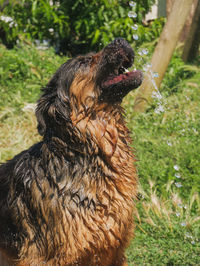 Close-up of a dog on field