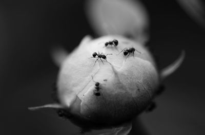 Close-up of insect