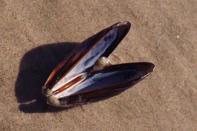 Close-up of crab on sand