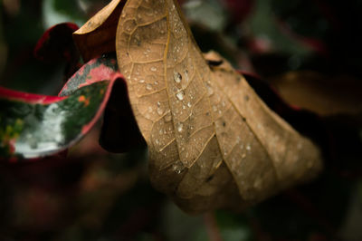 Close-up of leaves