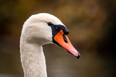 Close up of a white swan. portrait of mute swan. cygnus olor.