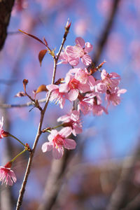 Close-up of cherry blossoms in spring
