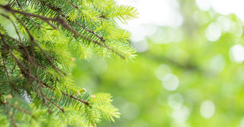 Spring banner with young green fir needles on blurred green bokeh backdrop with copy space.