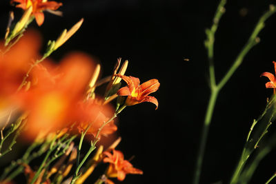 Close-up of orange flowering plant