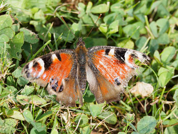 Close-up of butterfly on plant