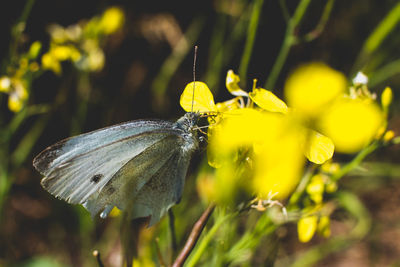 Close-up of butterfly pollinating on flower