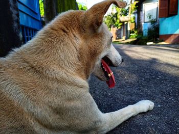 Close-up of dog on street