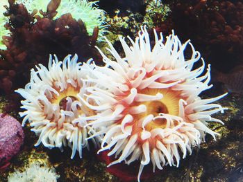 Close-up of coral in sea