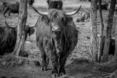 Highland cattle standing in a field