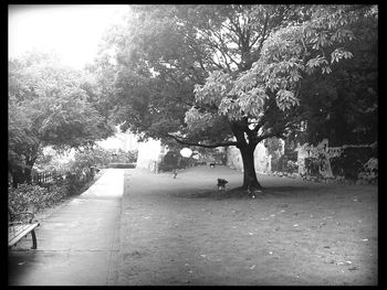 Footpath amidst trees